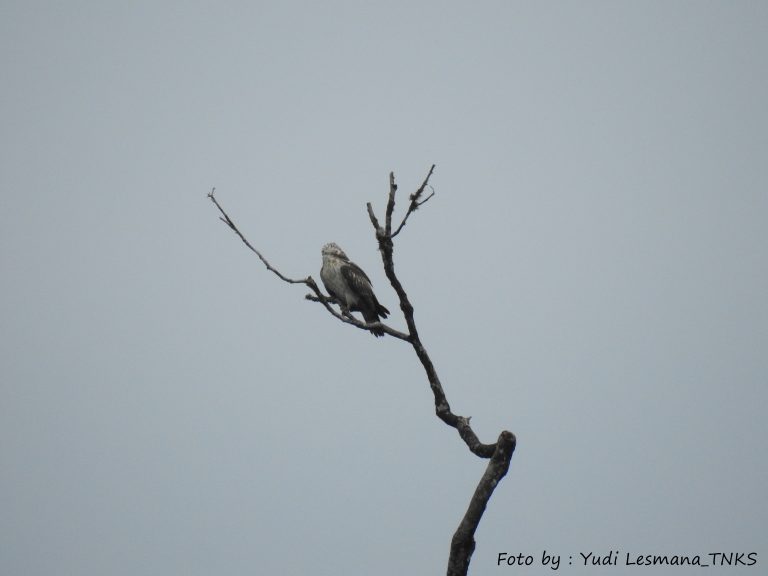 Accipiter_Gularis