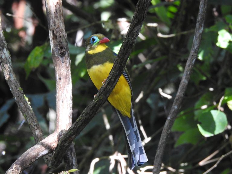 Apalharpactes macklotii