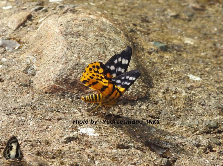Dysphania_Subrepleta