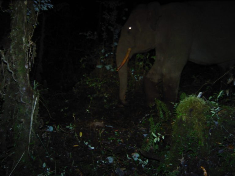 Gajah_Sumatera