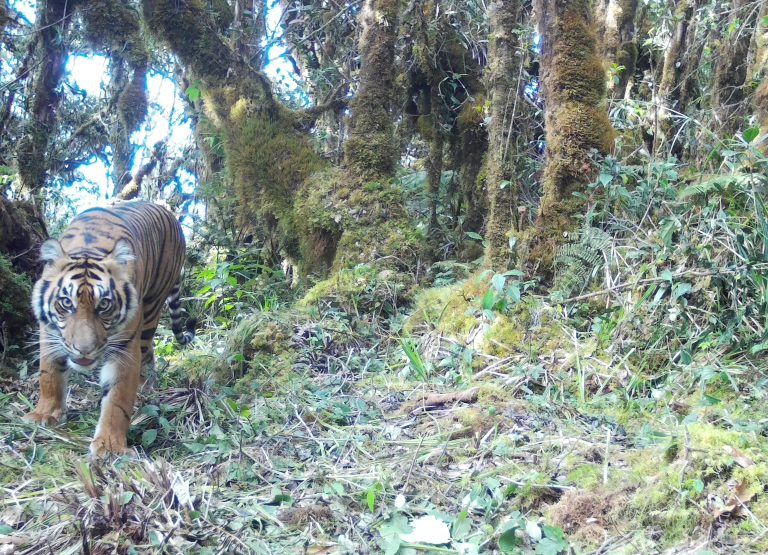 Harimau_Sumatera_01