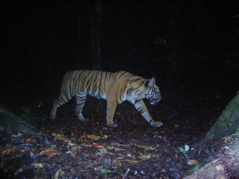 Harimau_Sumatera_02