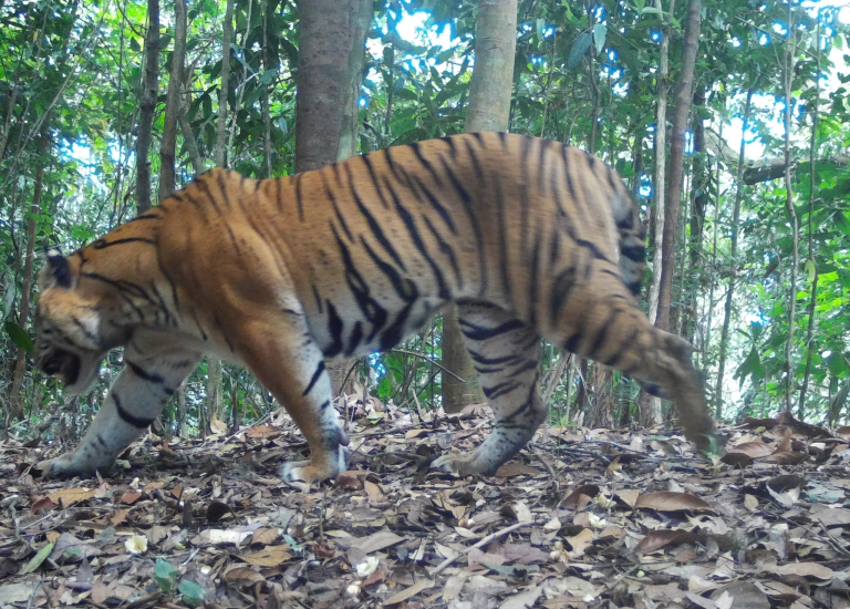 Harimau_Sumatera_03