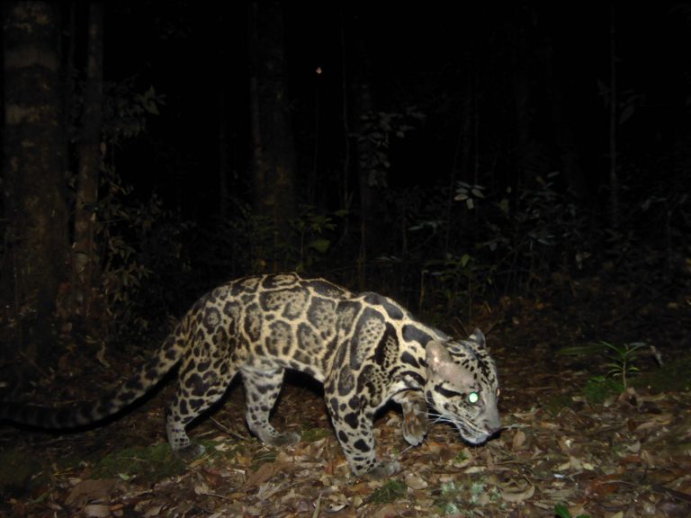 Macan_Dahan