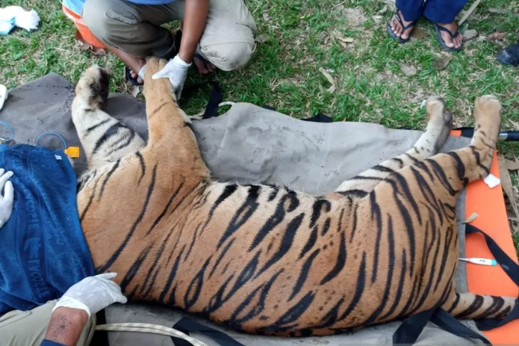 Penyelamatan_Harimau_Sumatera