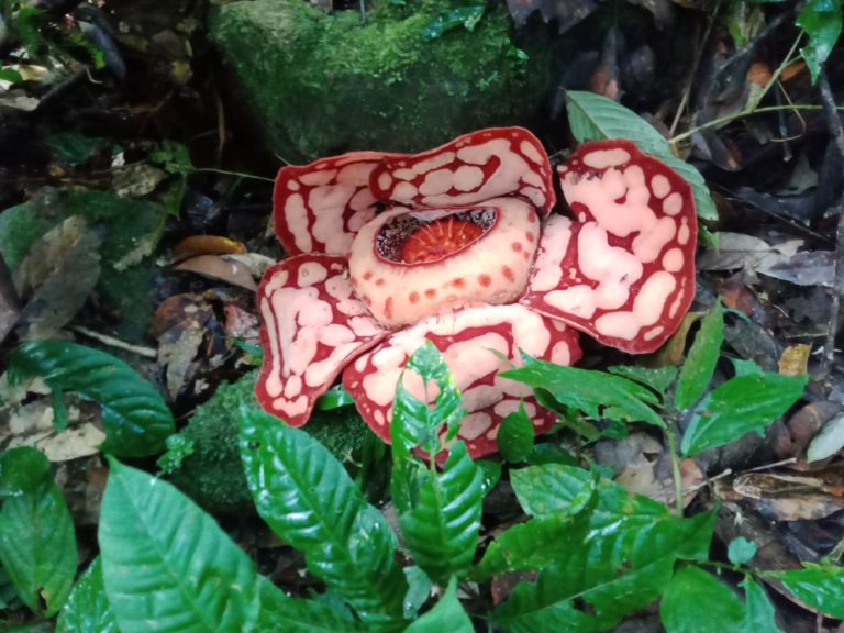 Rafflesia_01