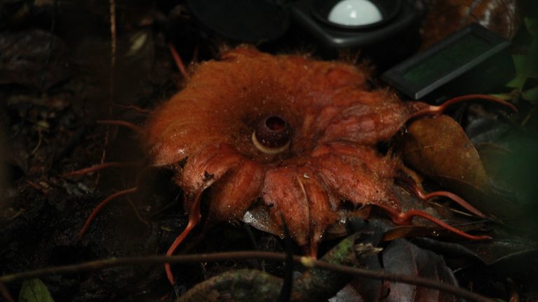 Rafflesia_02