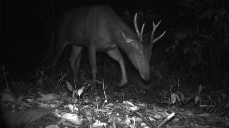 Rusa