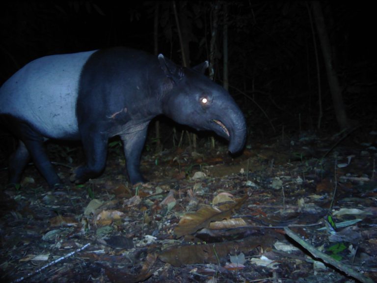 Tapir