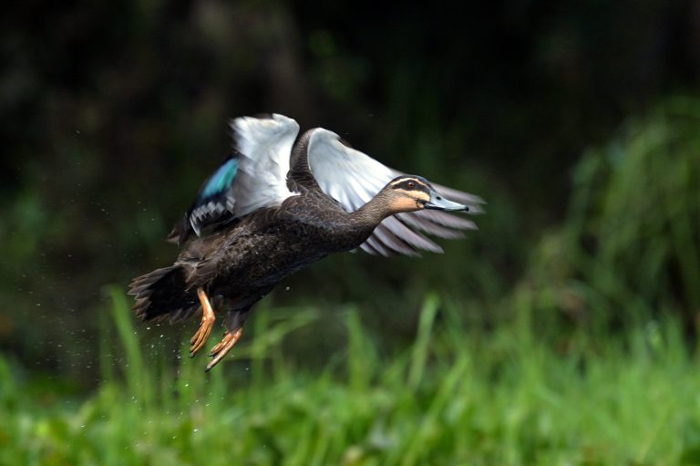 Indonesia Wildlife