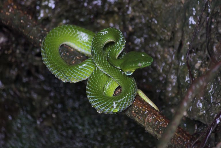 Viper